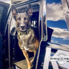 Decatur Police K-9 Officer Bane looking out of an open police cruiser at the camera.