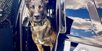 Decatur Police K-9 Officer Bane looking out of an open police cruiser at the camera.