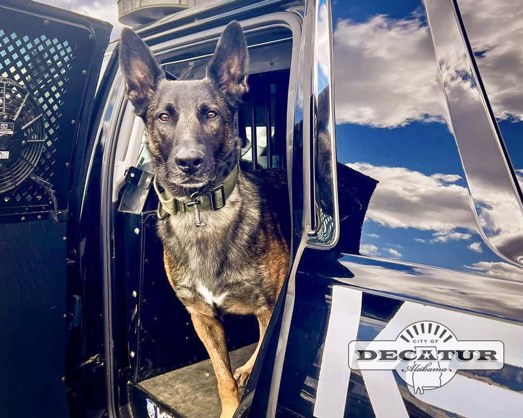 Decatur Police K-9 Officer Bane looking out of an open police cruiser at the camera.